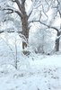snow-covered trees and shrubs in a quiet winter landscape with thick snow blanketing the ground and branches